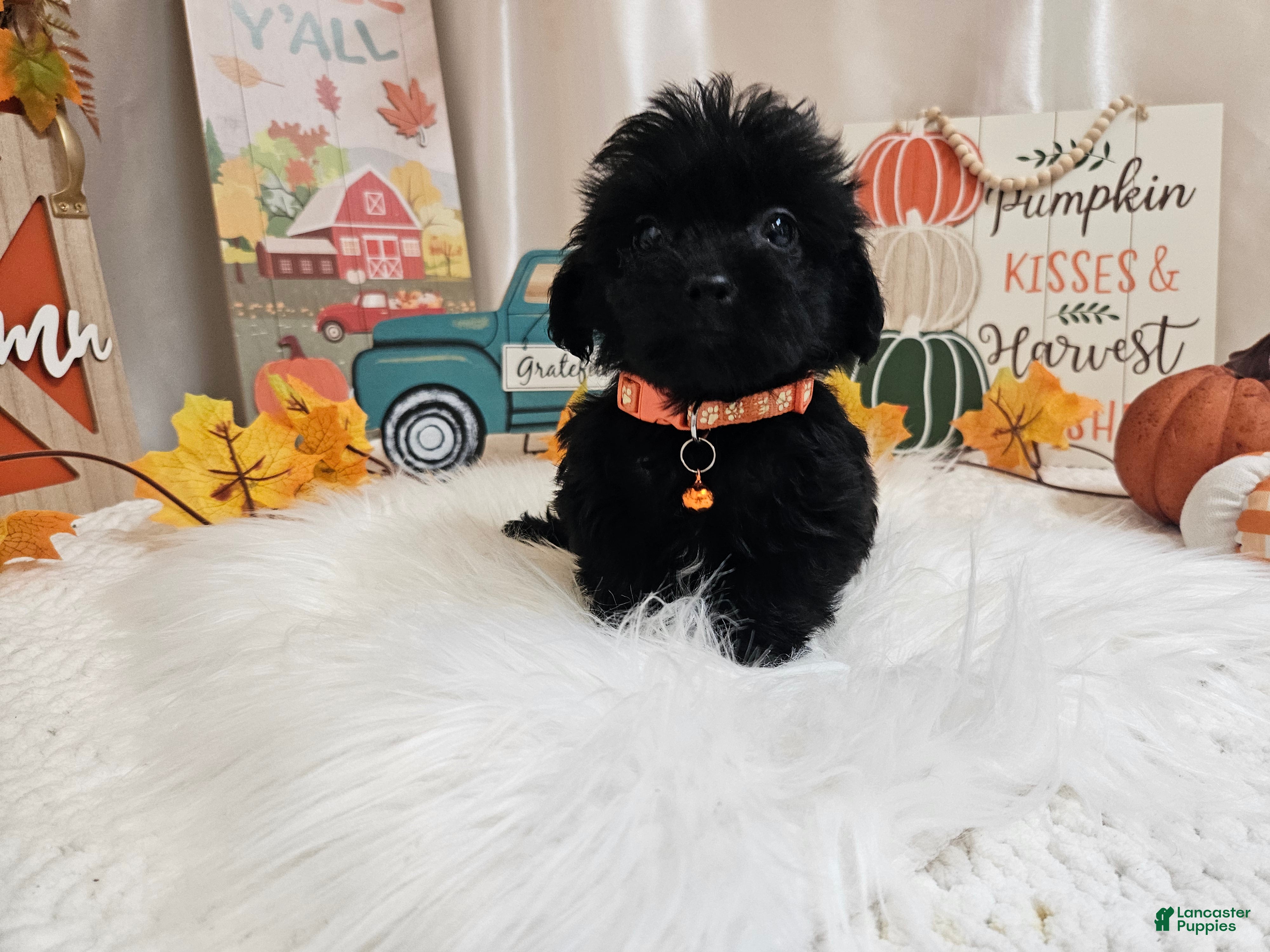 Yorkiepoo dogs Arlo Jay - Ad 28