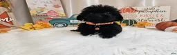 Yorkiepoo dogs for sale: Arlo Jay - Ad 1