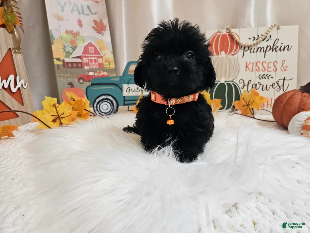 Yorkiepoo dogs for sale: Arlo Jay - Ad 1