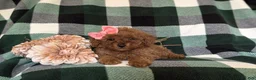 Miniature Poodle dogs for sale: Tahlulah - Ad 5