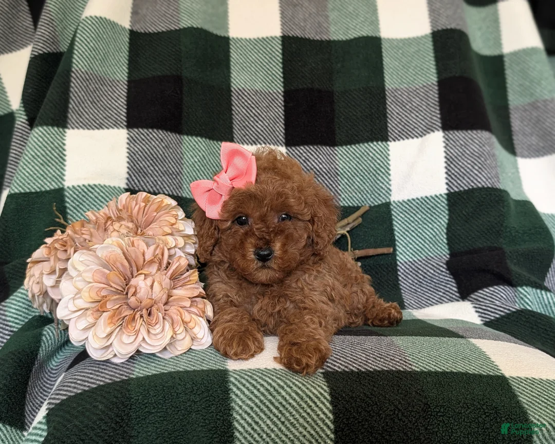 Miniature Poodle dogs for sale: Tahlulah - Ad 5