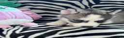 Siberian Husky dogs for sale: Daria the Daring AKC - Ad 4