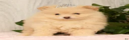 Pomeranian dogs for sale: Cupcake - Ad 4