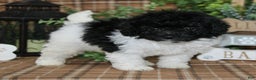 Sheepadoodle dogs for sale: Bogart - Ad 2
