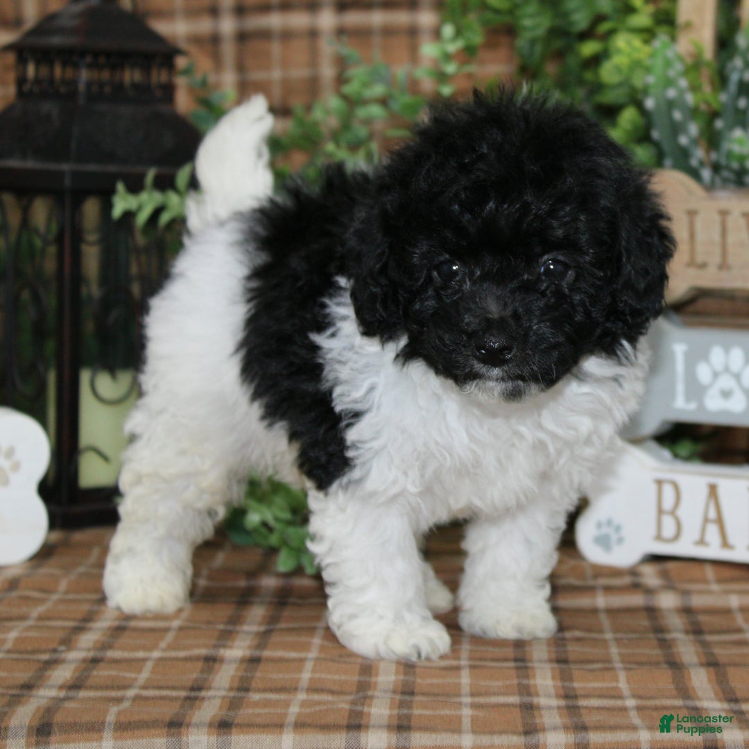Sheepadoodle dogs for sale: Bogart - Ad 2