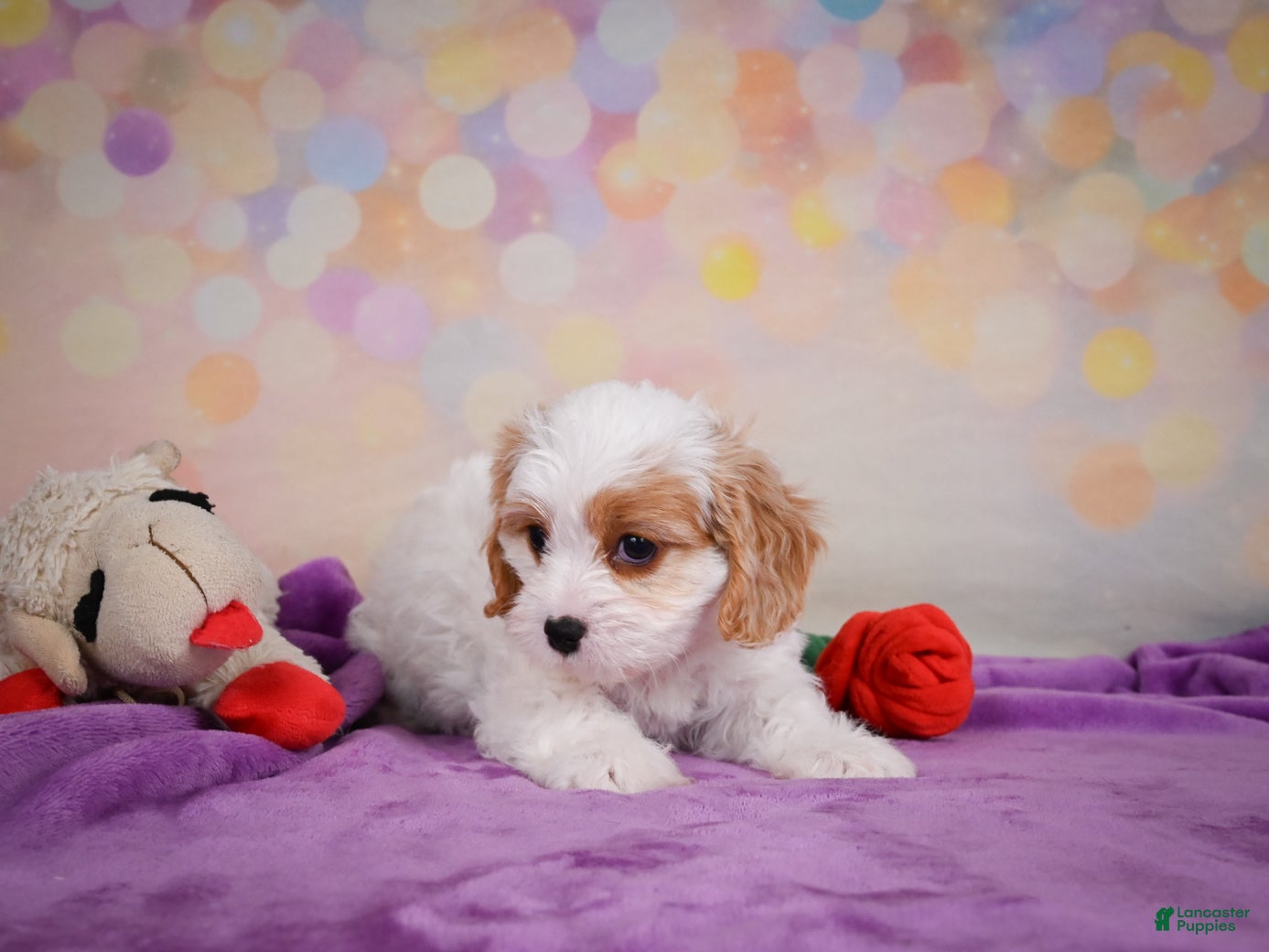 Cavapoo dogs Penny - Ad 1