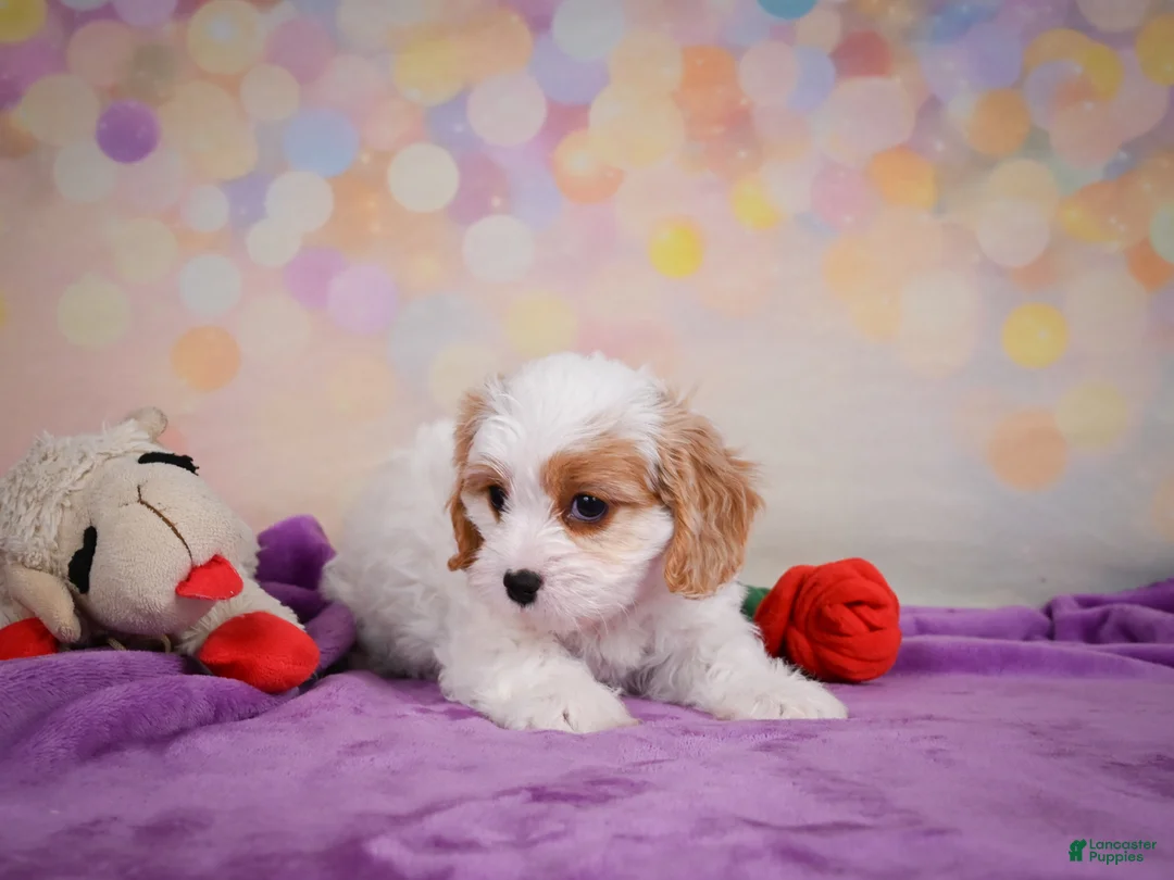 Cavapoo dogs for sale: Penny - Ad 1