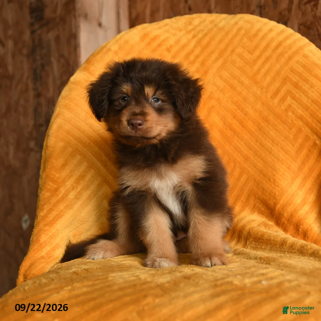 Mixed Breed dogs for sale: Banjo - Ad 3