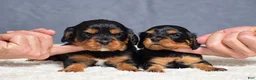 Cavapoo dogs for sale: Fabian - Ad 11