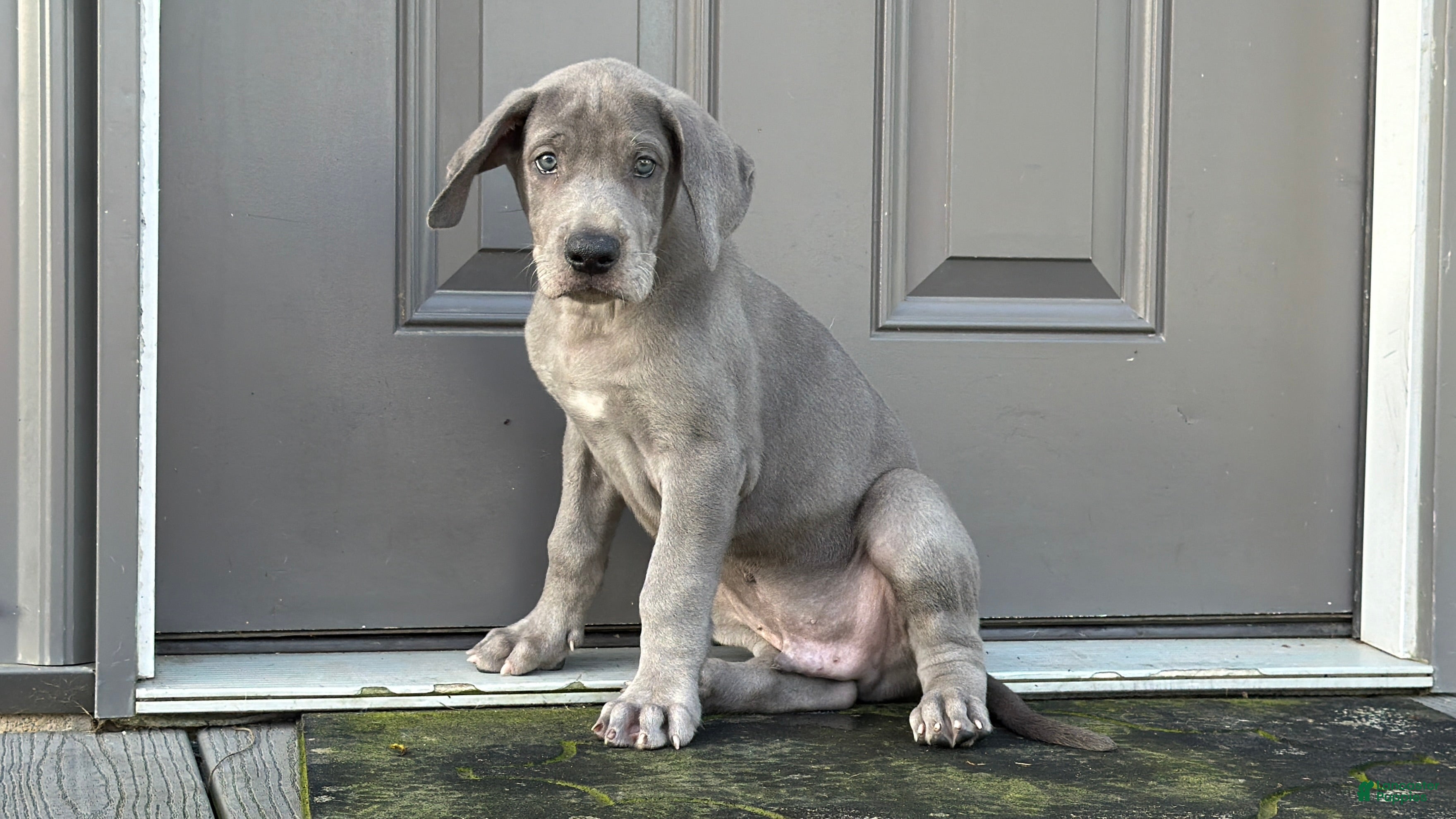 Great Dane dogs Larry - Ad 1