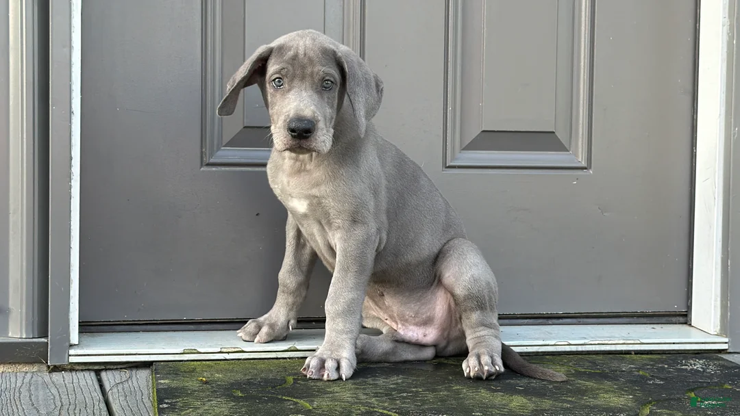 Great Dane dogs for sale: Larry - Ad 1