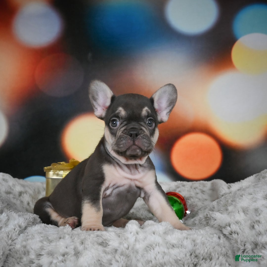 French Bulldog dogs for sale: Cordell - Ad 2