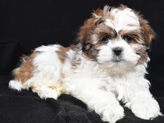 Teddy Bear dogs Ellie - Ad 7