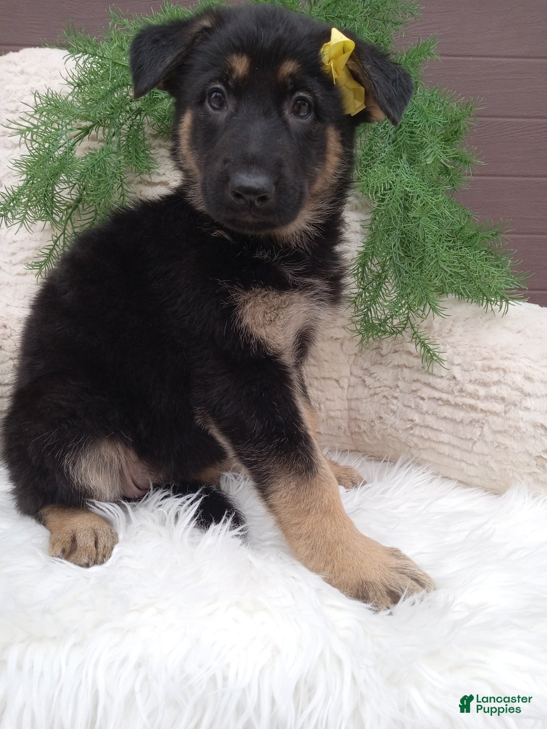 German Shepherd dogs for sale: Bella  - Ad 4