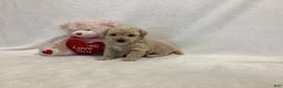 Maltipoo dogs for sale: Candy - Ad 11