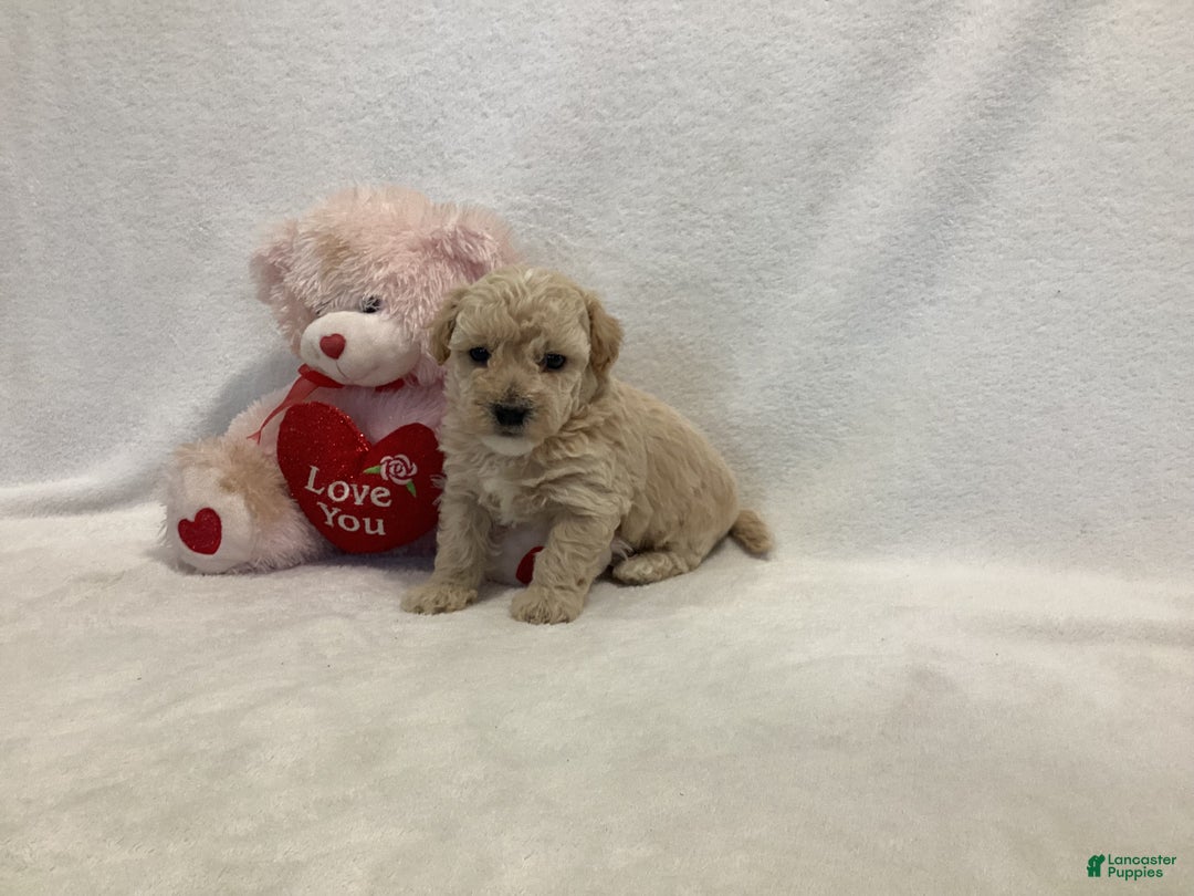 Maltipoo dogs for sale: Candy - Ad 11