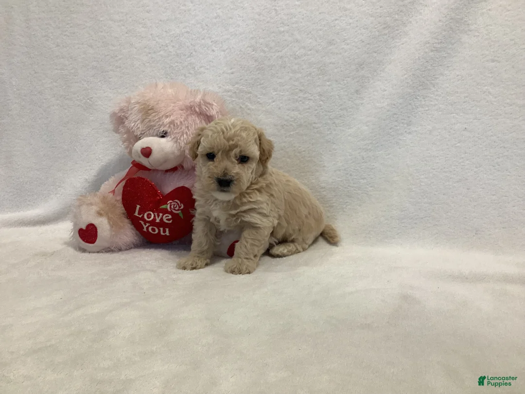 Maltipoo dogs for sale: Cinder - Ad 11