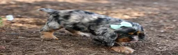 Cocker Spaniel dogs for sale: Letti 🐶💗 - Ad 8