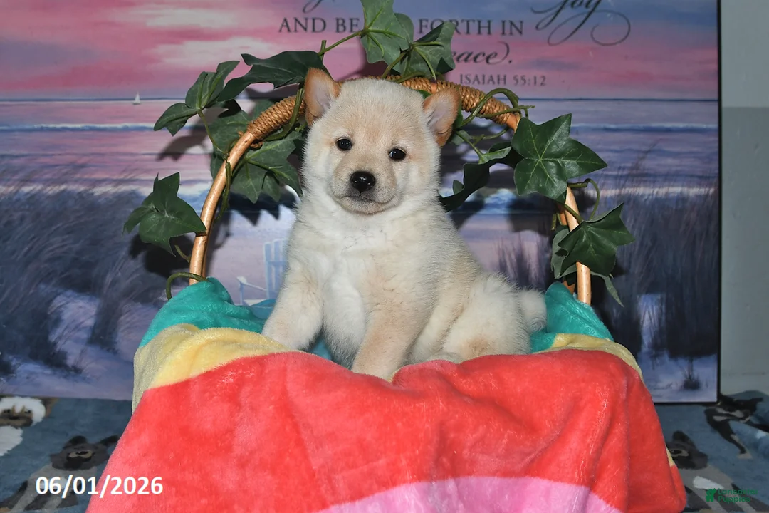Shiba Inu dogs for sale: Verbena - Ad 1