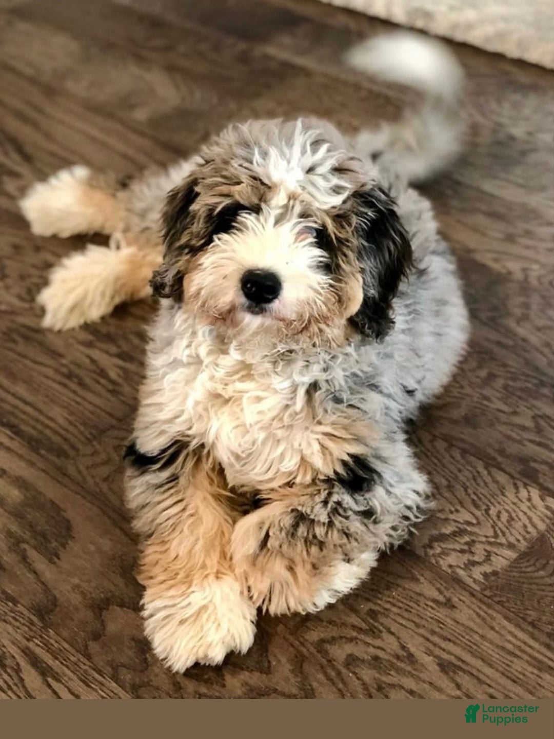 Gallery Image {{count}}