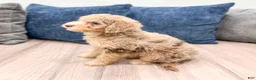 Miniature Poodle dogs for sale: Princess - Ad 5