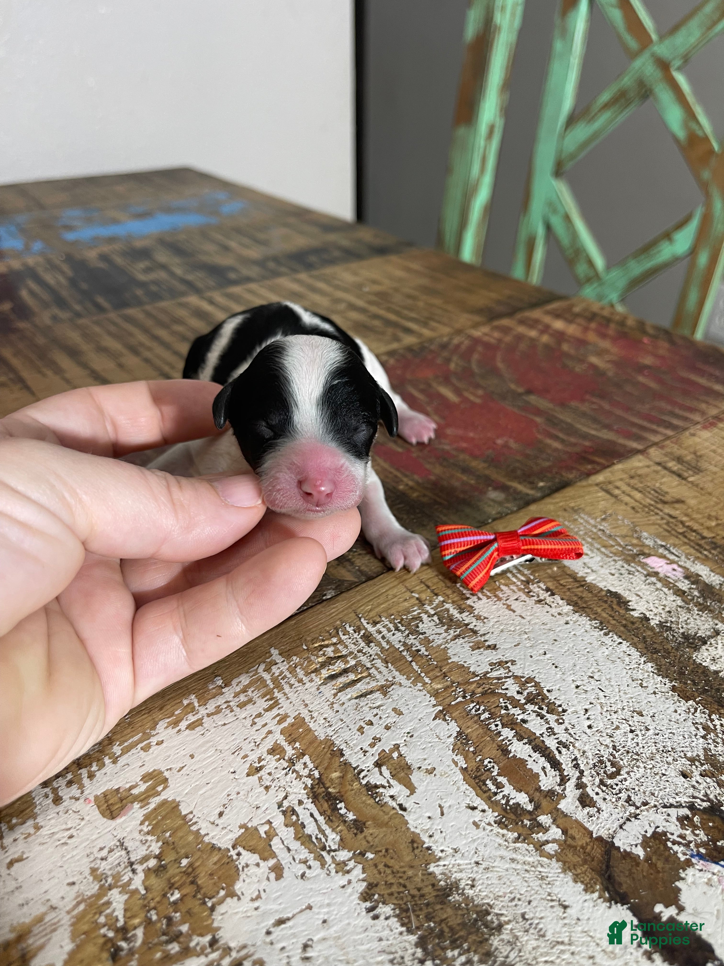 Miniature Poodle dogs Akc Clear Tri Red Bow - Ad 3