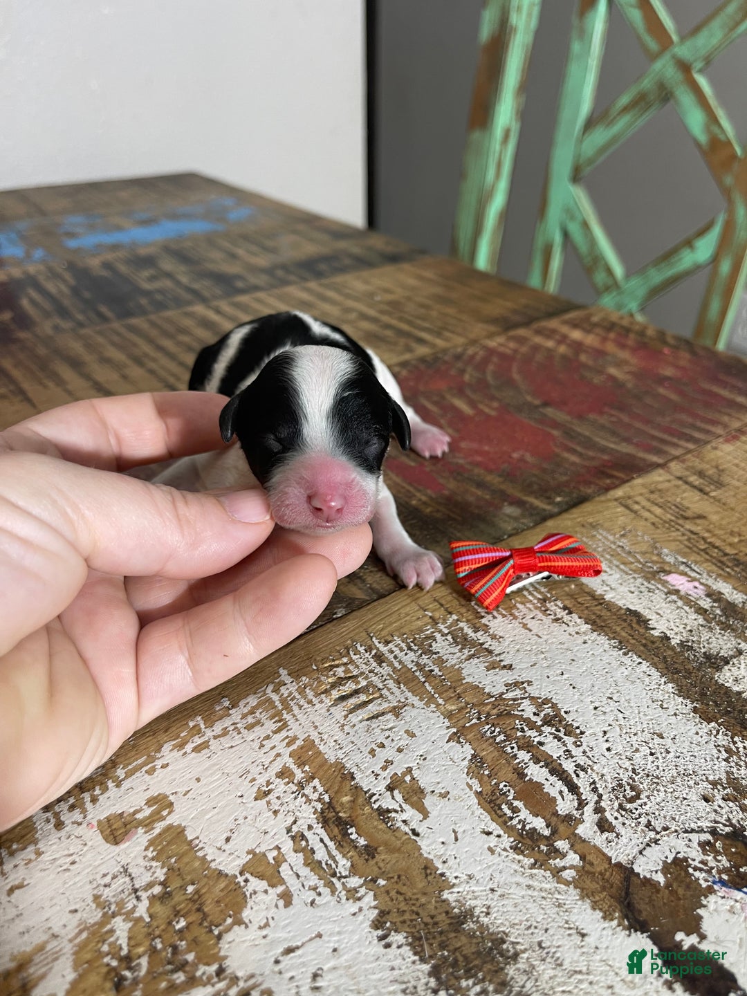 Miniature Poodle dogs for sale: Akc Clear Tri Red Bow - Ad 1