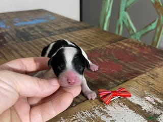 Miniature Poodle dogs Akc Clear Tri Red Bow - Ad 3