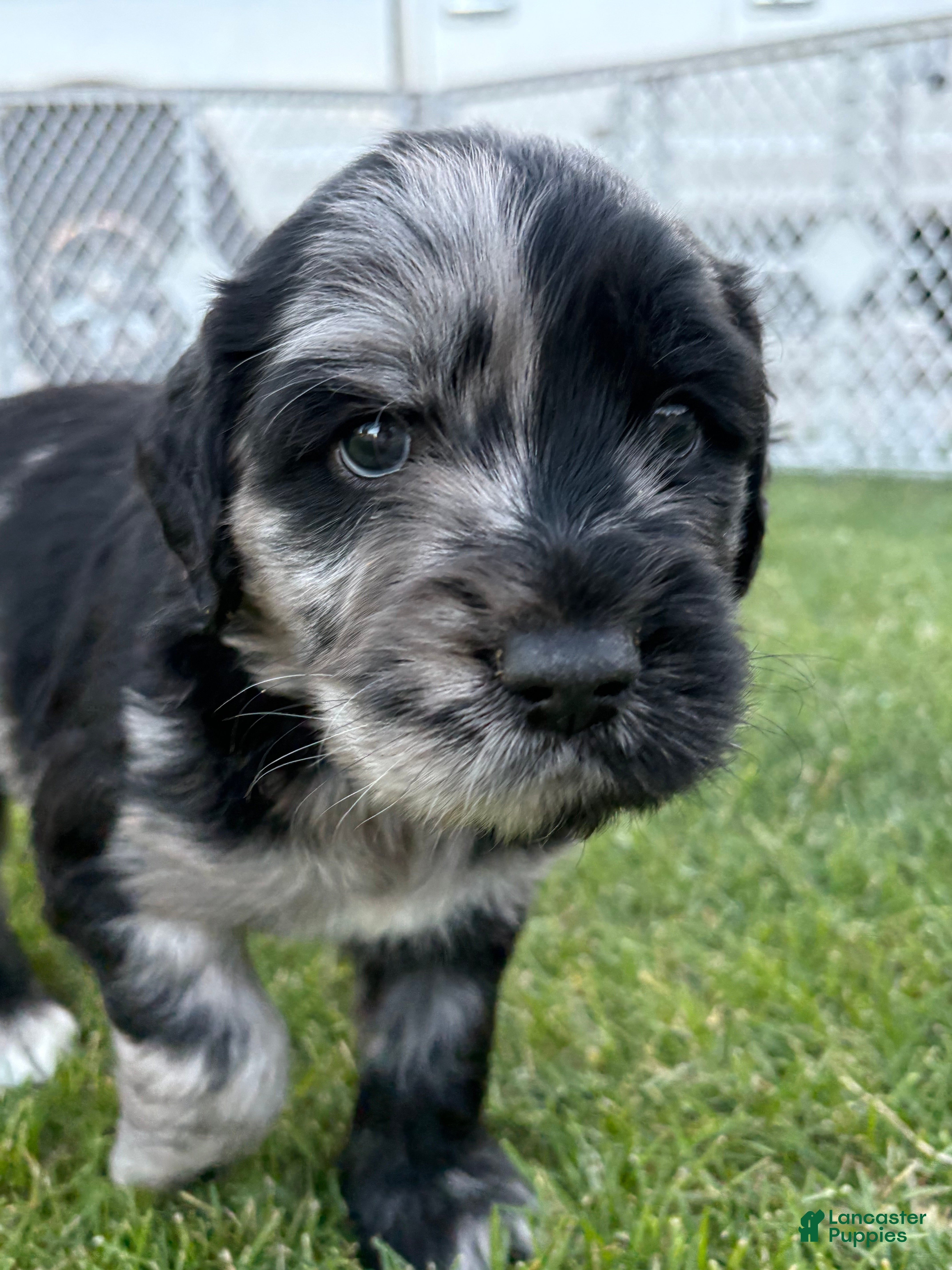 Goldendoodle dogs Ash - Ad 2