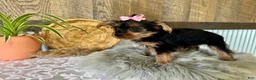Yorkshire Terrier dogs for sale: Sharla - Ad 8