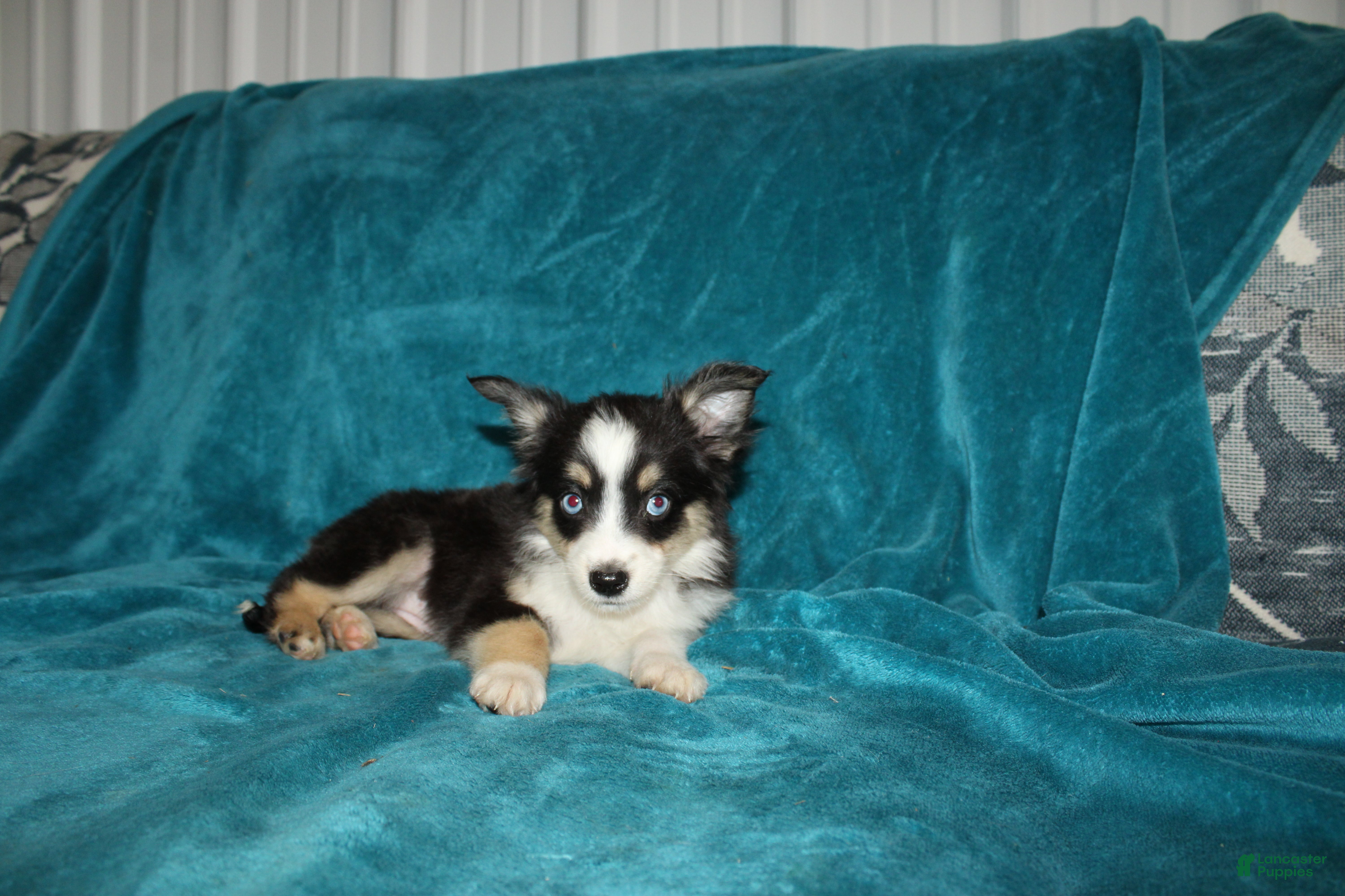 Miniature Australian Shepherd dogs for sale: Lilly - Ad 2
