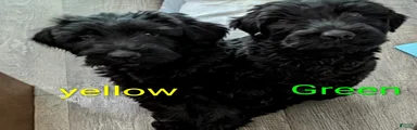 Giant Schnauzer Puppy 6 Yellow 