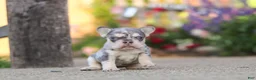 French Bulldog dogs for sale: Sienna - Ad 10