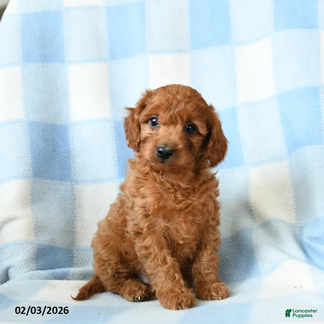 Cavapoo dogs for sale: Chip - Ad 5