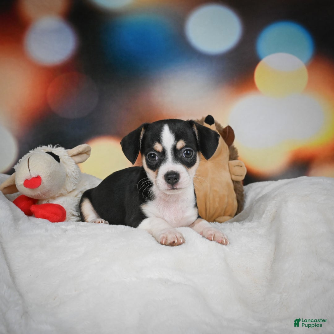 Chihuahua dogs for sale: Glen - Ad 4