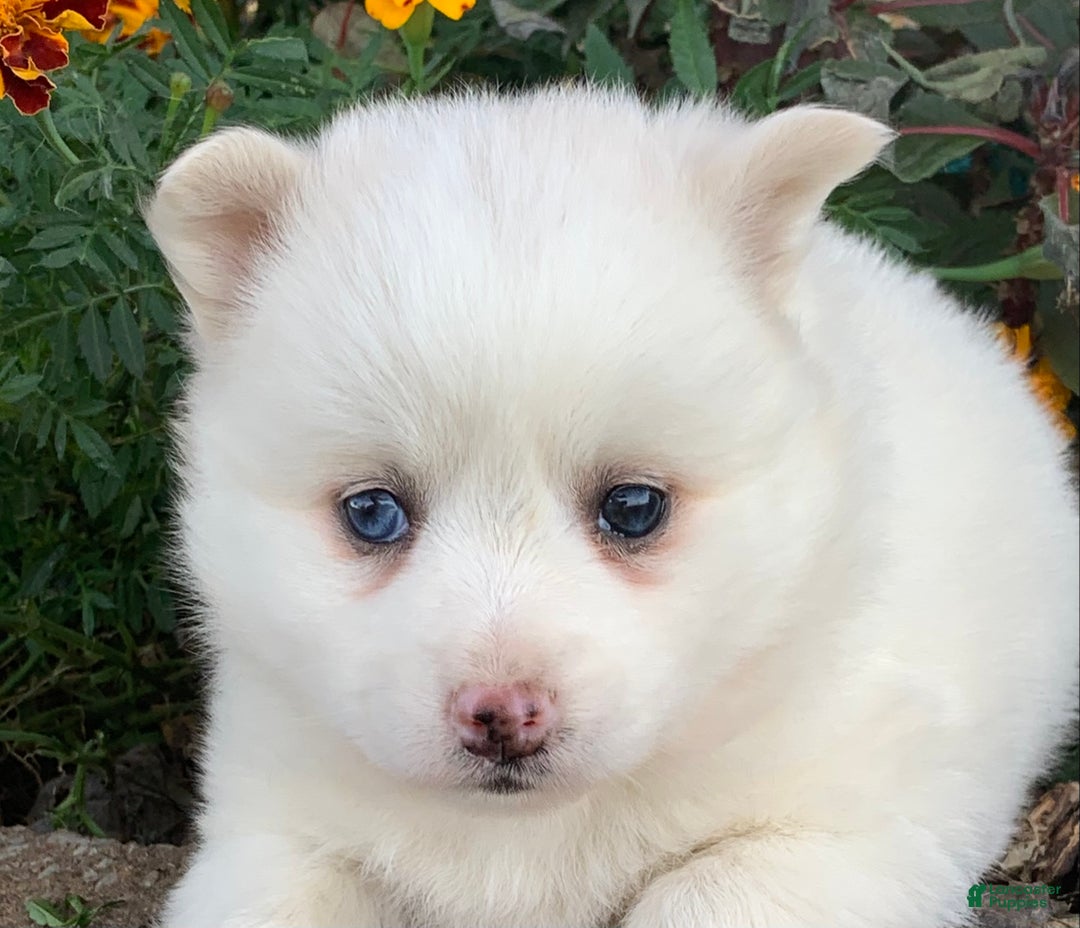Alaskan Klee Kai dogs for sale: Sweet Petite Baby Willow~!!! - Ad 2