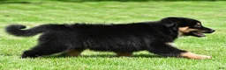 Australian Shepherd dogs for sale: Carson - Ad 3