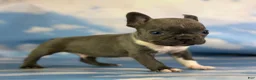 Frenchton dogs for sale: Lionel  - Ad 4