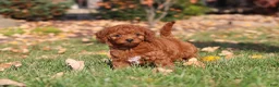 Cavapoo dogs for sale: Pearl - Ad 12