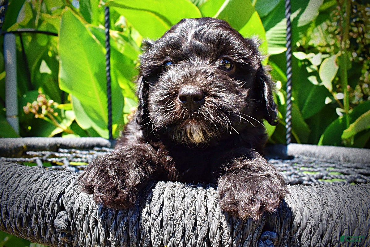 Havapoo dogs Isabella - Ad 2