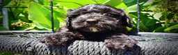 Havapoo dogs for sale: Isabella - Ad 2