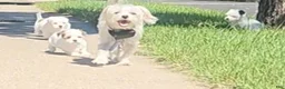 Malshi dogs for sale: Joy - Ad 4