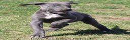 Great Dane dogs for sale: Heather - Ad 11