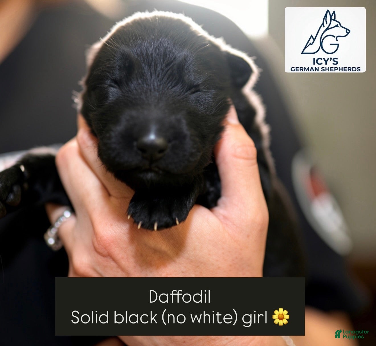 German Shepherd dogs for sale: Daffodil  - Ad 2