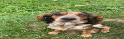 English Springer Spaniel dogs for sale: Cloyd - Ad 8