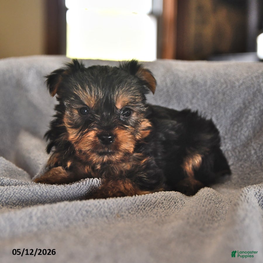 Yorkshire Terrier dogs Eenie - Ad 1