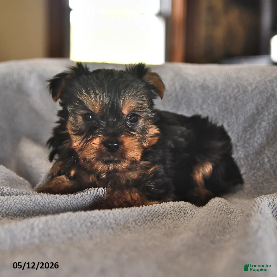Yorkshire Terrier dogs for sale: Eenie - Ad 2