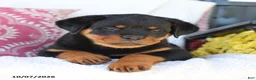 Rottweiler dogs for sale: Jubilee - Ad 4