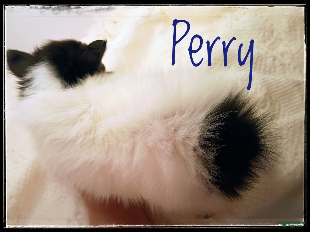 Shetland Sheepdog dogs for sale: Peridot (Perry) - Ad 9