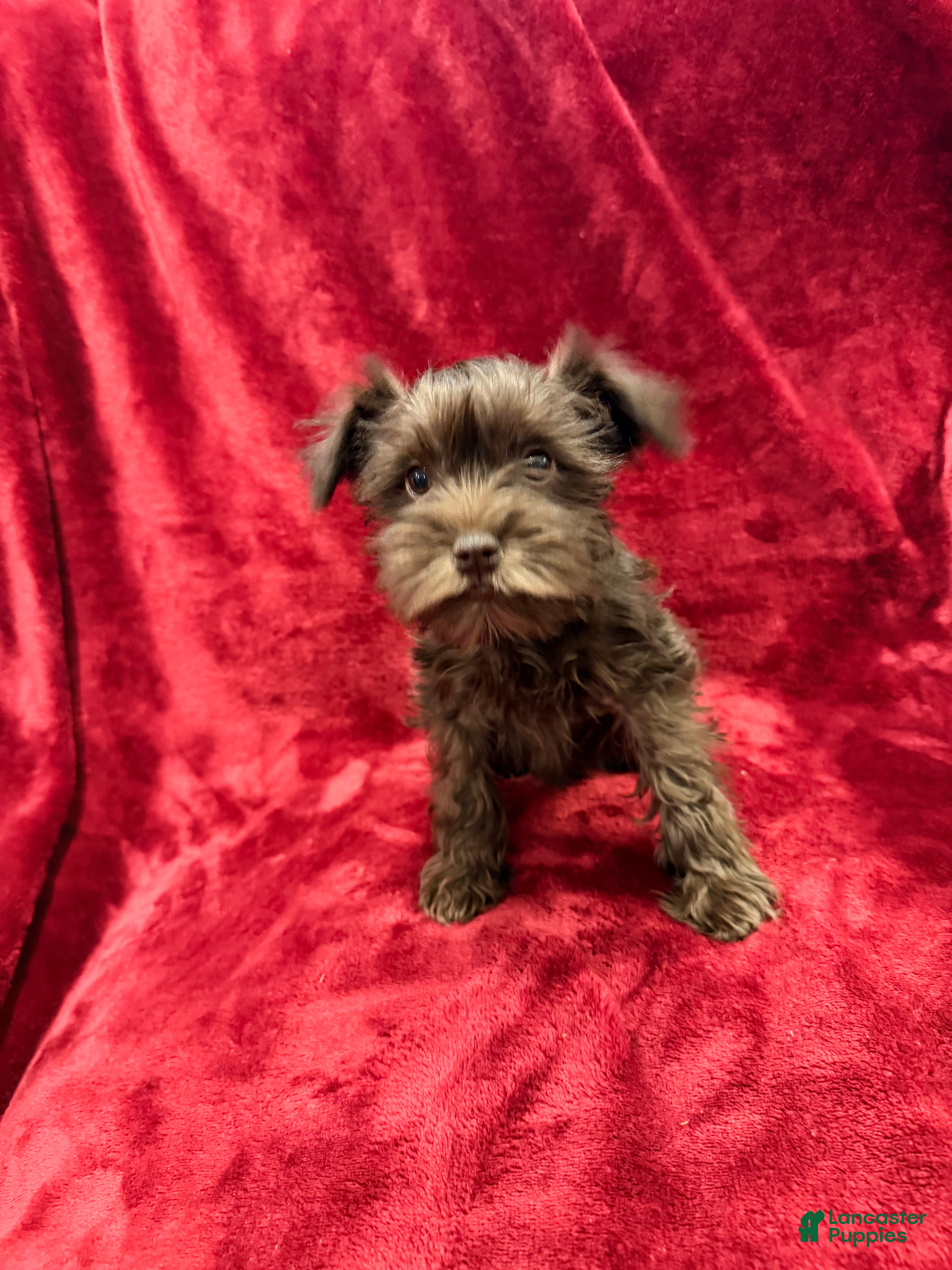 Miniature Schnauzer dogs Miniature Schnauzer Puppy 3 - Ad 28